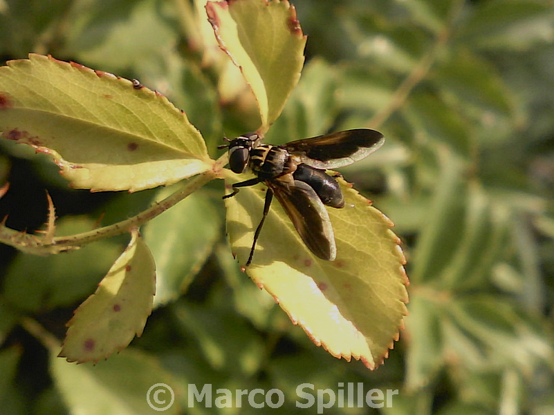 Mosca da identificare
